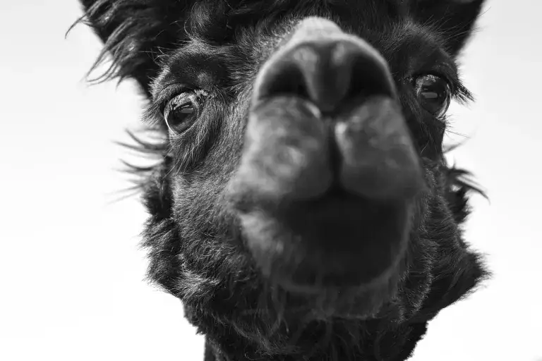 alpaca curiosa