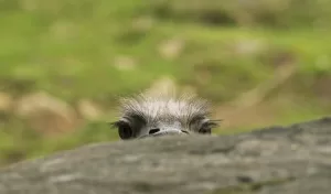 avestruz asomada