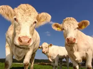 vacas mirandote